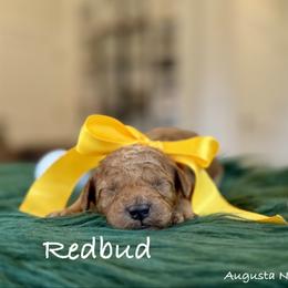 Redbud - Apricot male Poodle puppy in Salem, Oregon from Lavish Poodles