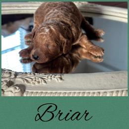 Briar - Red  male Poodle puppy in Dayton, Texas from Wolfe Island Poodles