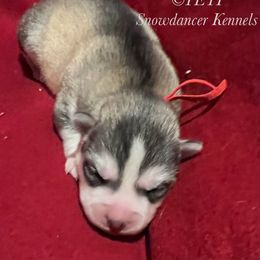 Yeti - Siberian Husky puppy from Snowdancer Kennels, Reg