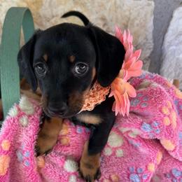 Cassy - Black and tan female Dachshund puppy in Purmela, Texas from FLYING L Dachshund Academy