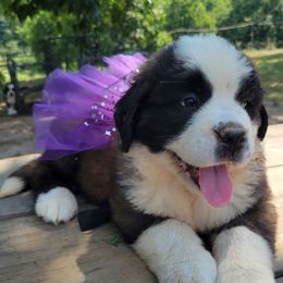 Doris Day - Brown and white female Saint Bernard puppy in Lowpoint, Illinois from Minnie's Majestic Saints