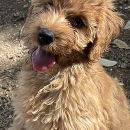 Mercedes - Caramel female Australian Labradoodle puppy in Manchaca, Texas from Heartrock Labradoodles
