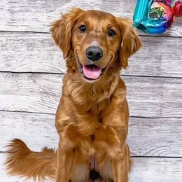 Twist - Golden Retriever