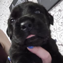 Roman - Black male Cane Corso puppy in St. Augustine, Florida from RG2 Cane Corsos