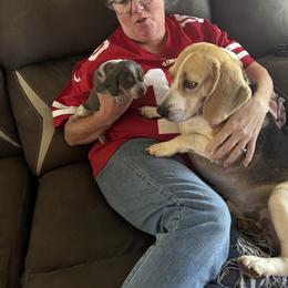 Oliver - Beagle