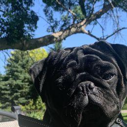 Henri or Hank - Pug