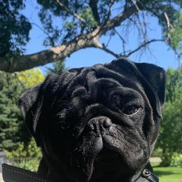 Henri or Hank - Pug