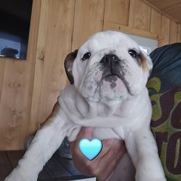 Light blue - Red and white male Bulldog puppy in Reidsville, North Carolina from Bullins' Bulldogs