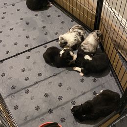 Australian Shepherd Puppies from Sydney’s Sweethearts