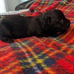 Girl 2 - Black female Scottish Terrier puppy in De Lisle, Mississippi from Bellendaine Scotties