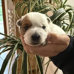 Violet - Red speckled female Australian Cattle Dog puppy in Lynd, Minnesota from Diamond Falls Cattle Dogs