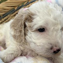 Prize - Buff and white male Cockapoo puppy in Larimer County, Colorado from Puppy Love Doodles