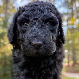 Raven - Black male Goldendoodle puppy in Wake Forest, North Carolina from Wake Forest Darling Doodles