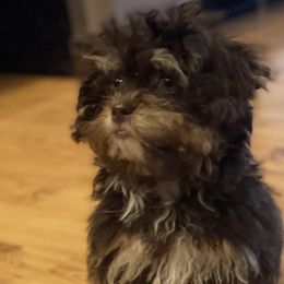 Girl 1 - Shihpoo puppy in Sumter, South Carolina from Big mama’s pups