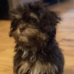 Girl 1 - Shihpoo puppy in Sumter, South Carolina from Big mama’s pups