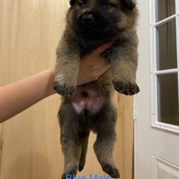 German Shepherd Puppies from Vom Jazzigen Haus