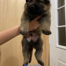 German Shepherd Puppies from Vom Jazzigen Haus