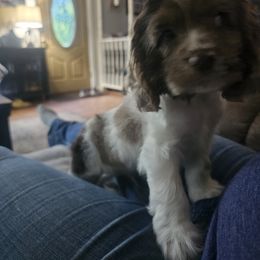 Cavapoo, Cockapoo, Cocker Spaniel, Goldendoodle, Golden Retriever, and Shihpoo Puppies from Hunting Creek Farm & Kennel