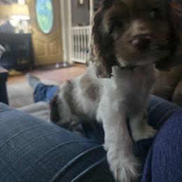 Cavapoo, Cockapoo, Cocker Spaniel, Goldendoodle, Golden Retriever, and Shihpoo Puppies from Hunting Creek Farm & Kennel