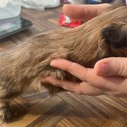 Girl 1 - Gold female Shih Tzu puppy in Norris City, Illinois from Dainty and Darling Shih Tzu