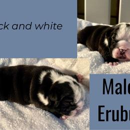 Erubus - Black tri-color male Bulldog puppy in Fort White, Florida from Bullgodz English Bulldogs