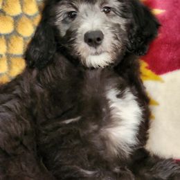 Goldendoodle Puppies from Country Pups Doodles