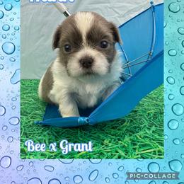 Hank - Blue and white male Shih Tzu puppy in Beatrice, Nebraska from I Shih Tzu Not Puppies