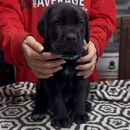 Black Brindle male - Black brindle male Cane Corso puppy in Clewiston, Florida from Far From Average Kennels