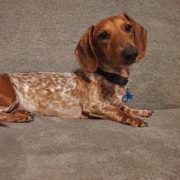 Dachshund All Grown Up from Weiner Warriors