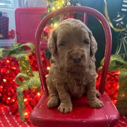 Robert Redford- green collar - Red  male Goldendoodle puppy in Chino Valley, Arizona from Bass Creek Doodles
