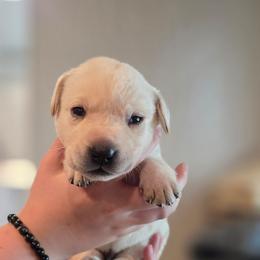 Remi - Yellow male Labrador Retriever puppy in Caledonia, Ohio from 7Cs Labs