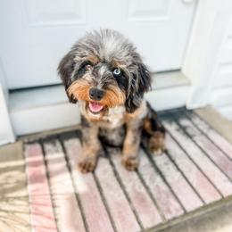 Tequila - Aussiedoodle