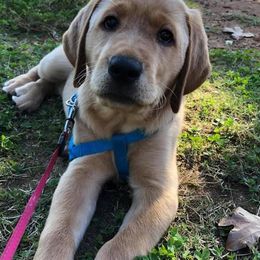 Labrador Retriever Puppies from Spring Water Labs of the Carolinas