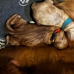 Girl 2 - Red  female Goldendoodle puppy in Rocky Point, North Carolina from CelticDoods