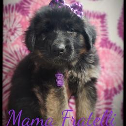 Mama Fratelli - Black and tan female German Shepherd puppy in Fort Jennings, Ohio from Von Holtzapple German shepherds
