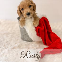 Rusty - Apricot male Goldendoodle puppy in Melba, Idaho from KZ Doodles