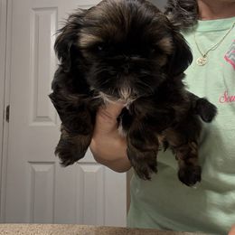 Roxy - Sable female Shih Tzu puppy in Boiling Springs, South Carolina from Sherry Whiteside's Shih Tzus