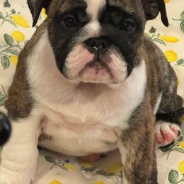 Girl 4 - Brindle female Bulldog puppy in Crane Hill, Alabama from Jetana Bulldogs