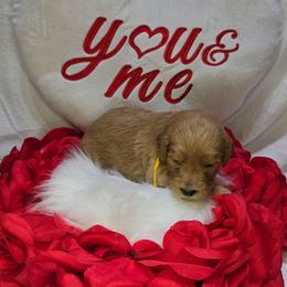 Cody - Apricot male Goldendoodle puppy in Georgetown, Tennessee from Georgetown Designer & Purebred Puppies