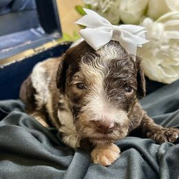 Goldendoodle puppies from Goldendoodles of NE OK
