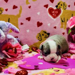 Pink collar - Blue female Boston Terrier puppy in Rosston, Arkansas from Green Acre Boston Terriers
