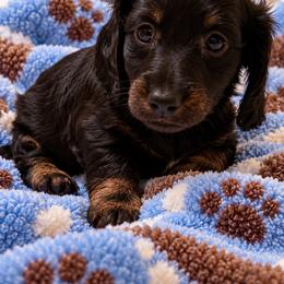 Twix - Brindle male Dachshund puppy in Norco, California from Norco dachshunds