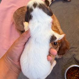 Shaggy - Piebald male Dachshund puppy in Jarales, New Mexico from Poker Paws Dachshunds