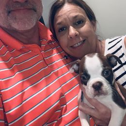 Boston Terrier Puppies from Bonze Boston Terriers