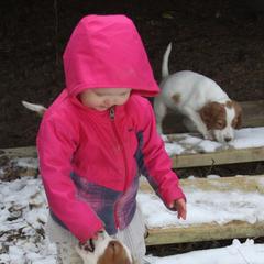 Clumber Spaniel and Irish Red and White Setter Puppies from NyaStar & Chequamegon
