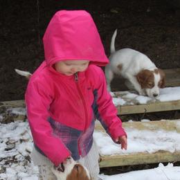 Clumber Spaniel and Irish Red and White Setter Puppies from NyaStar & Chequamegon