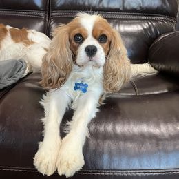 Gemma - Cavalier King Charles Spaniel