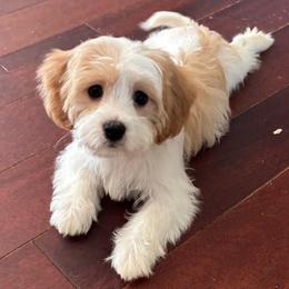 Charlotte - female Companion Cross puppy in Grottoes, Virginia from Wendy’s Maltese & Cavamalts of Virginia