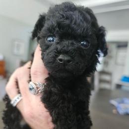 Panther - Black male Poodle puppy in Mapleton, Utah from Caboodles Of Poodles