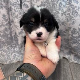 Pink girl - Black and tan female American Corgi puppy in Castle Rock, Washington from R and b corgis and farm